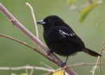 White-shouldered Tanager